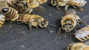 مكافحة النحل