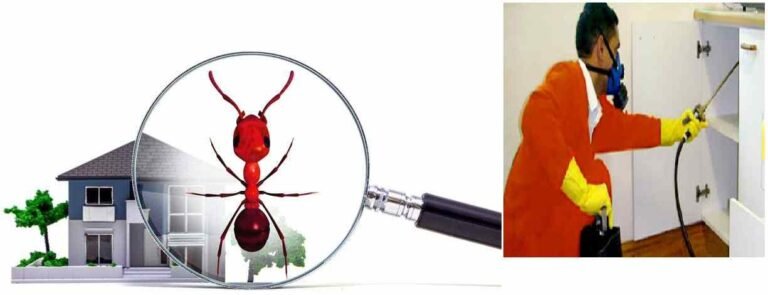 مكافحة حشرات كلباء