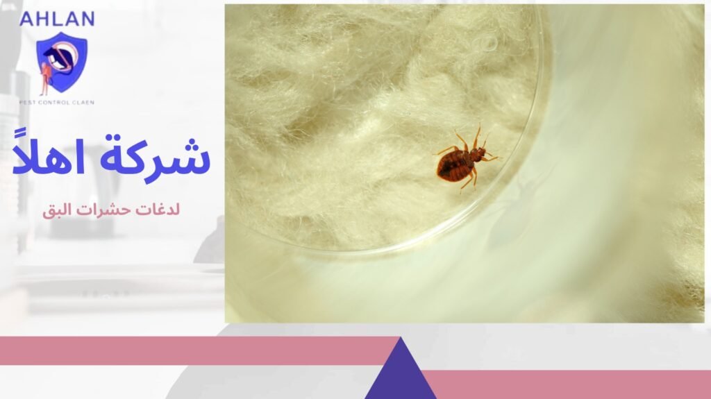 هل يعود البق بعد الرش