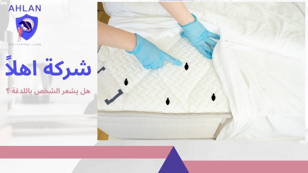 هل يعود البق بعد الرش
