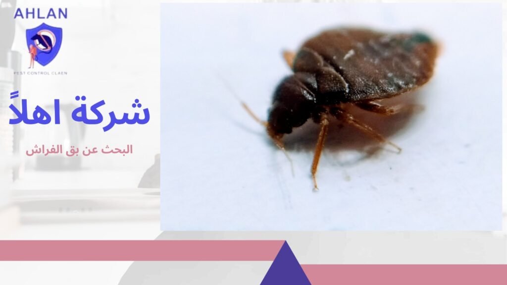 هل يعود البق بعد الرش