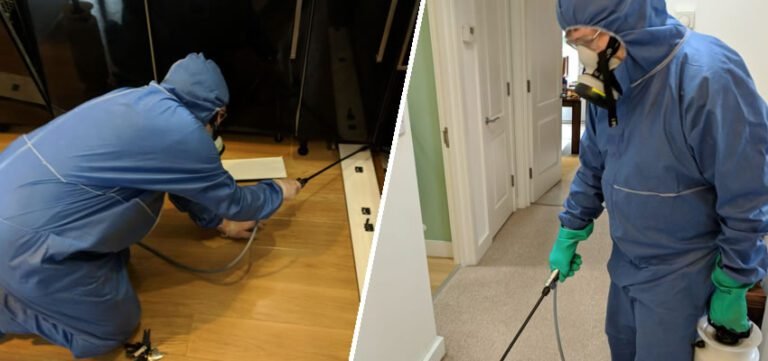 شركة رش حشرات دبي