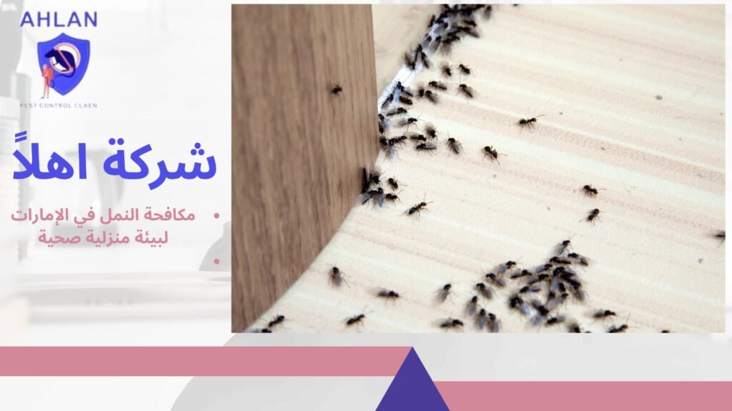 مكافحة النمل في الإمارات