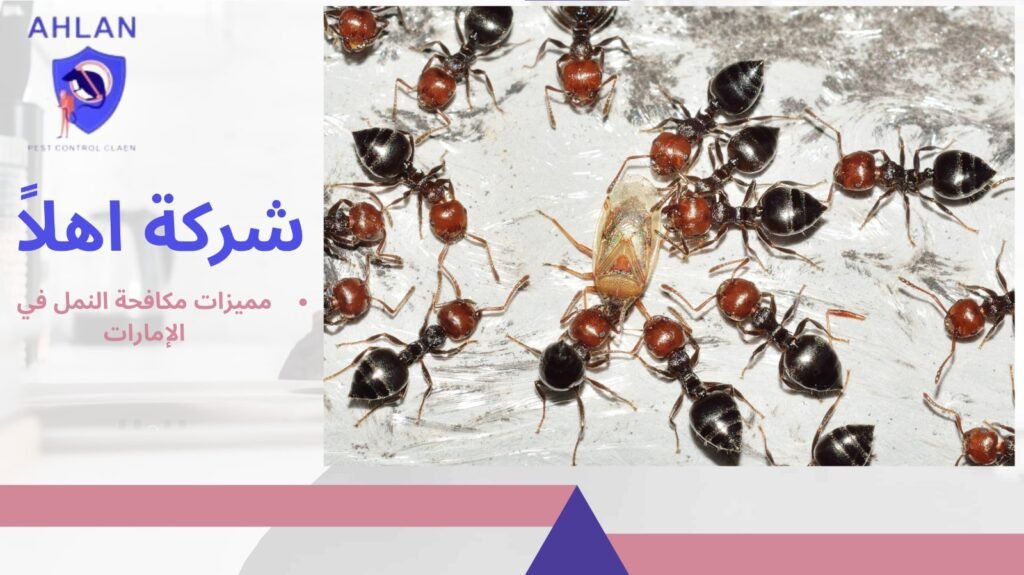 مكافحة النمل في الإمارات