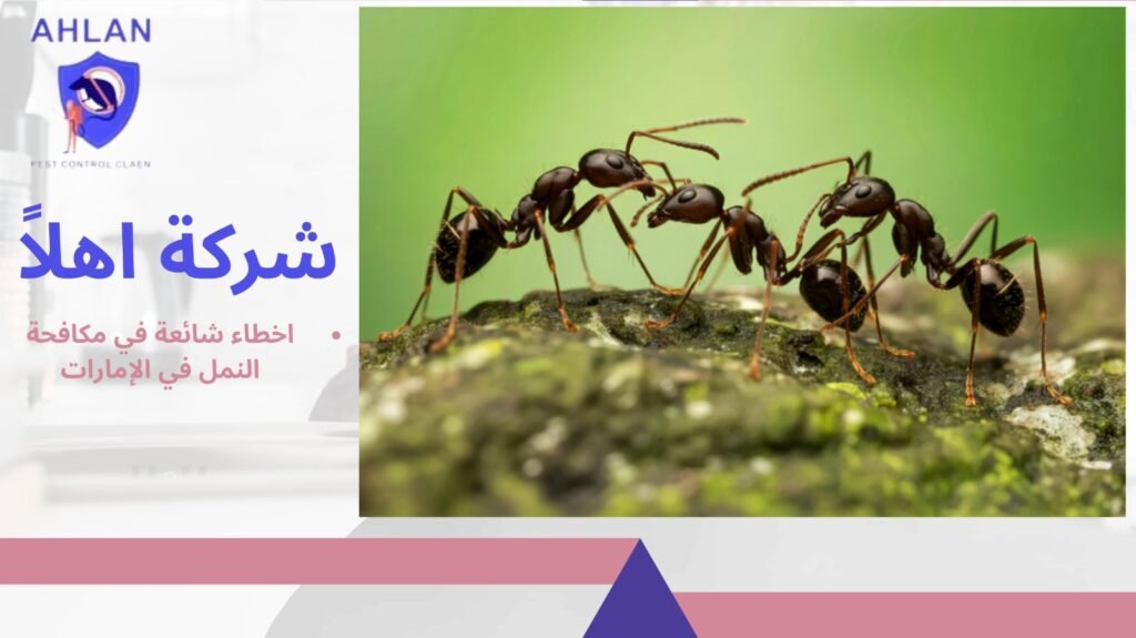 مكافحة النمل في الإمارات