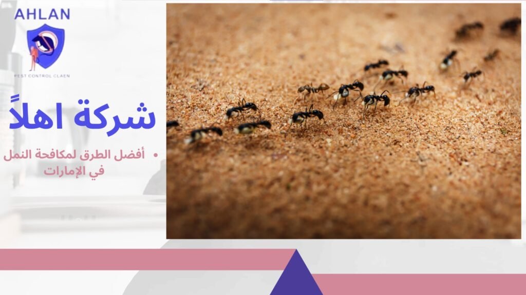 مكافحة النمل في الإمارات