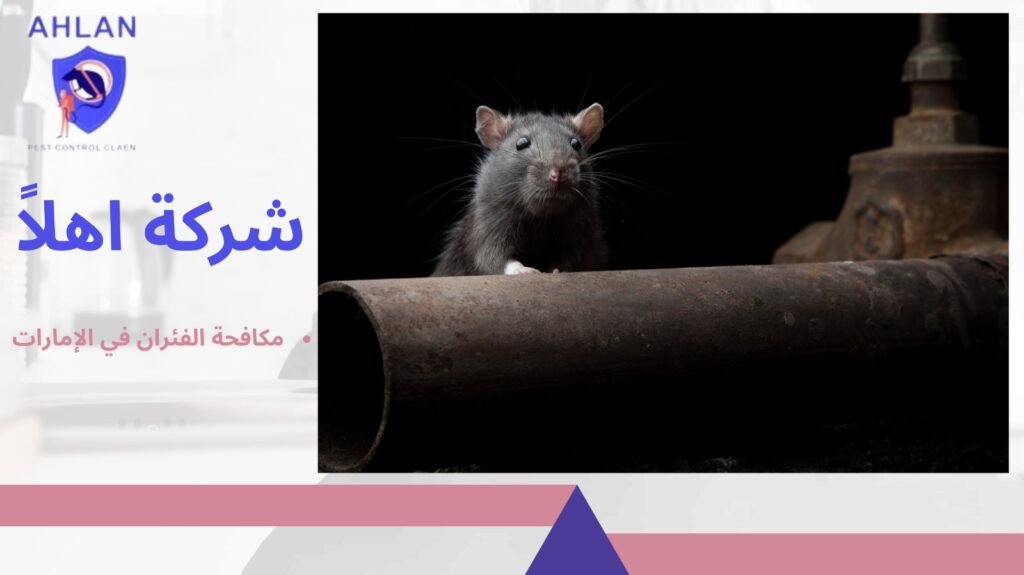 مكافحة الفئران في الإمارات