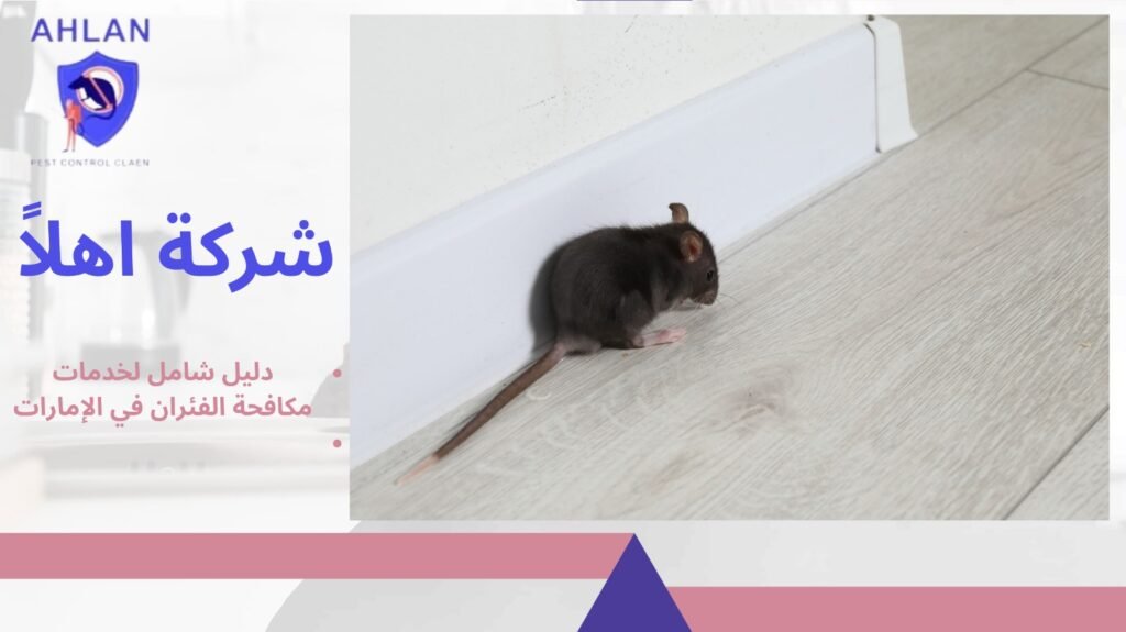 مكافحة الفئران في الإمارات