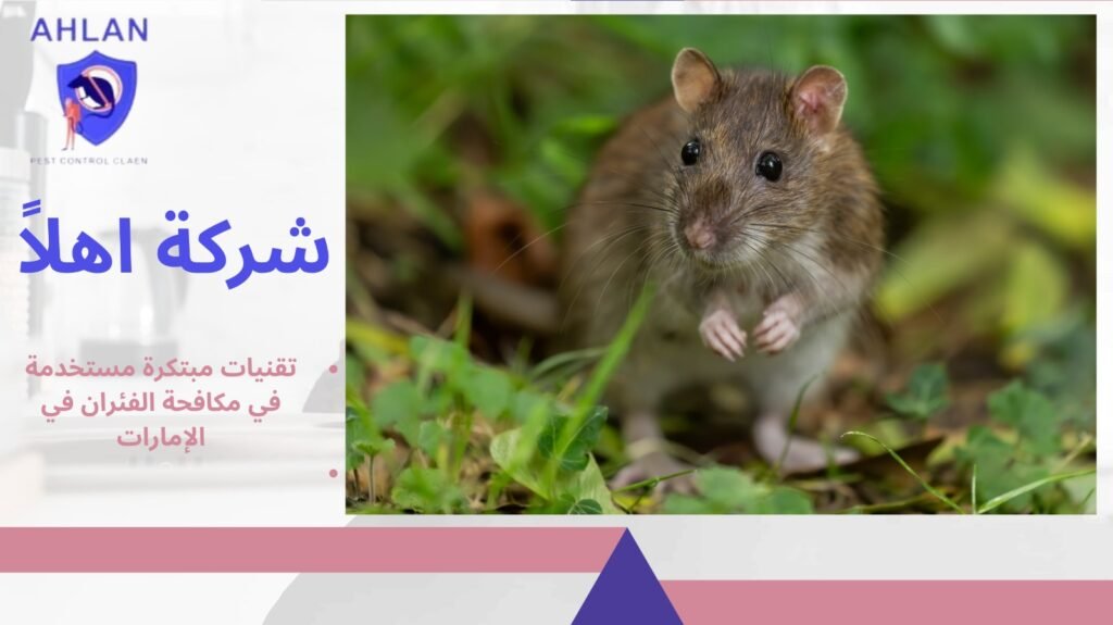 مكافحة الفئران في الإمارات