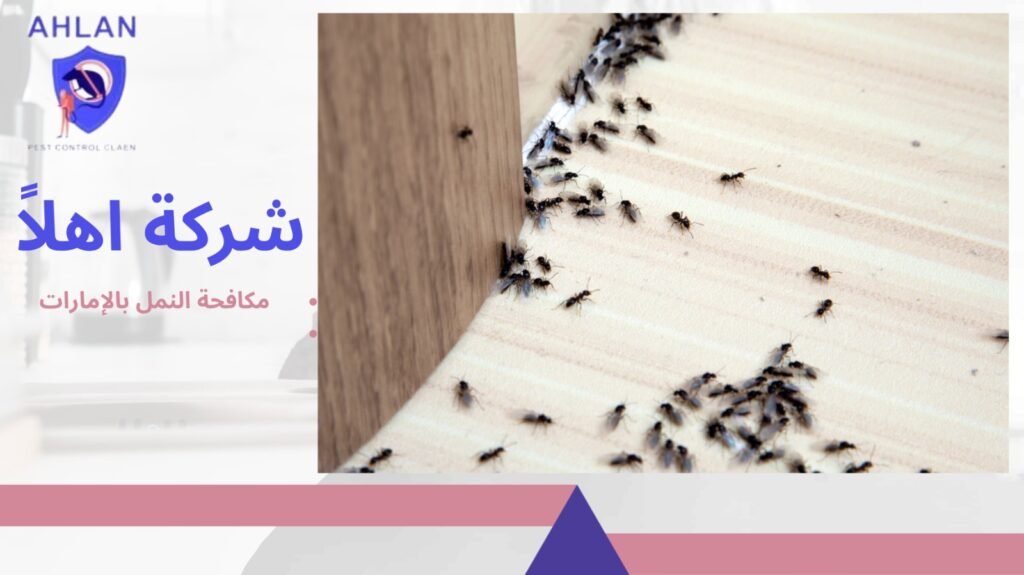 مكافحة النمل بالإمارات