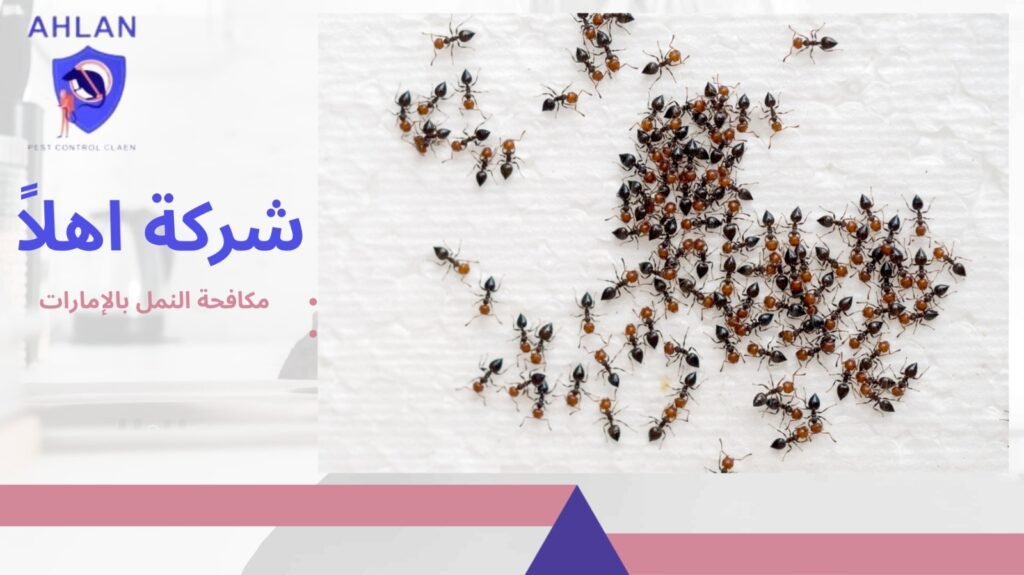 مكافحة النمل بالإمارات