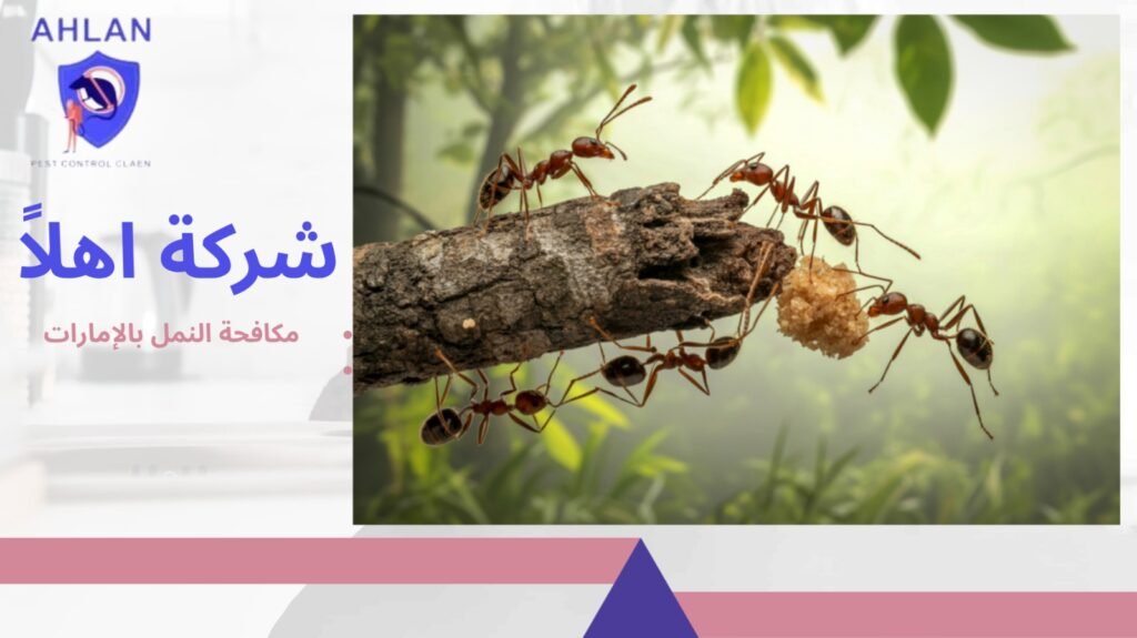 مكافحة النمل بالإمارات