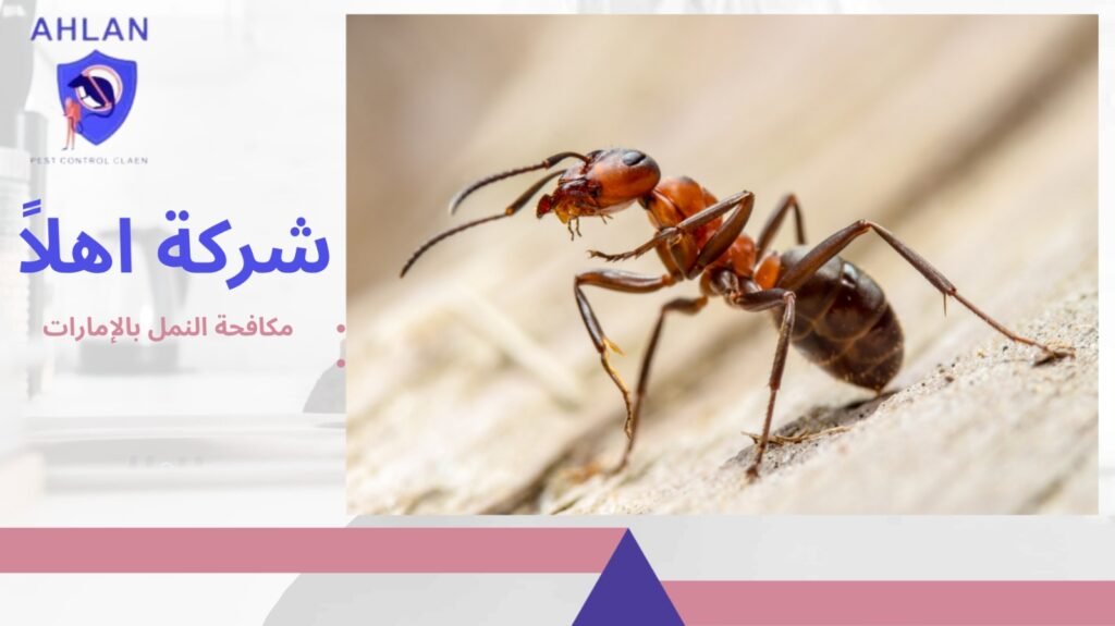 مكافحة النمل بالإمارات