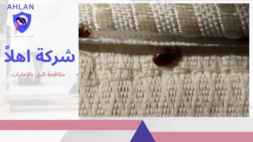 مكافحة البق بالإمارات