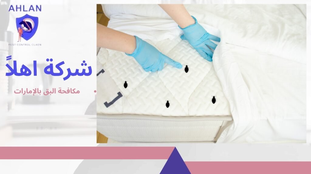 مكافحة البق بالإمارات