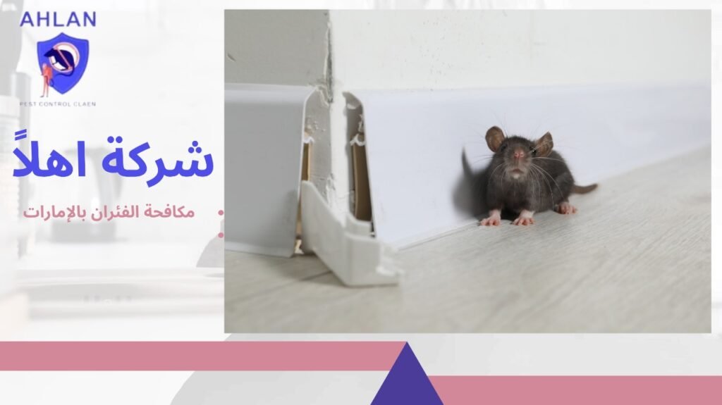 مكافحة الفئران بالإمارات