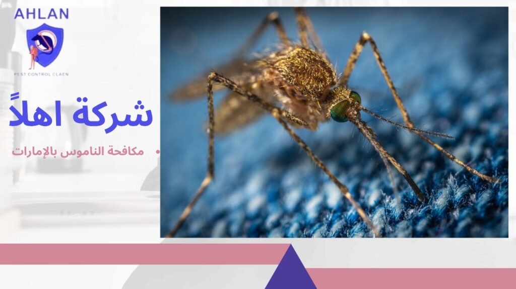 مكافحة الناموس بالإمارات