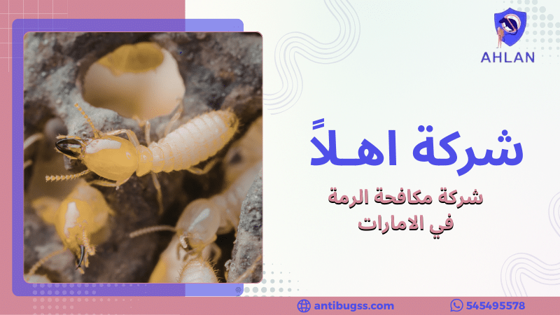 شركة مكافحة الرمة في الامارات
