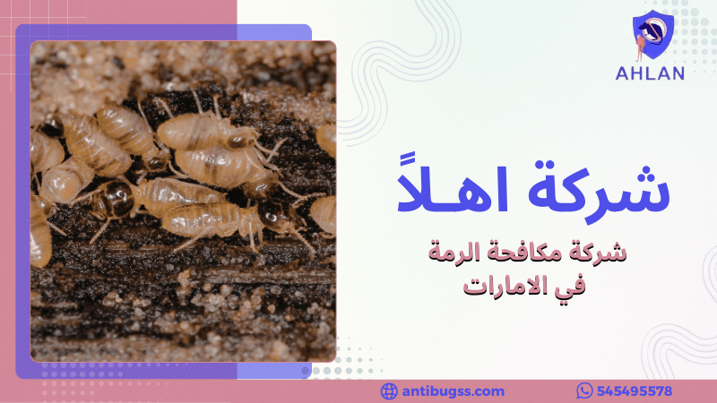 شركة مكافحة الرمة في الامارات