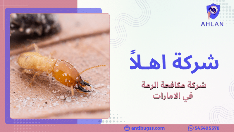 شركة مكافحة الرمة في الامارات