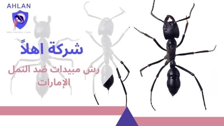 افضل شركة رش مبيدات ضد النمل الإمارات شركة اهلا بخصم 10%