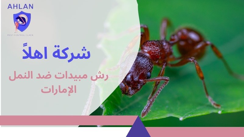 رش مبيدات ضد النمل الإمارات