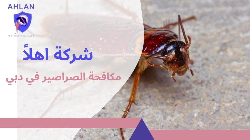 مكافحة الصراصير في دبي