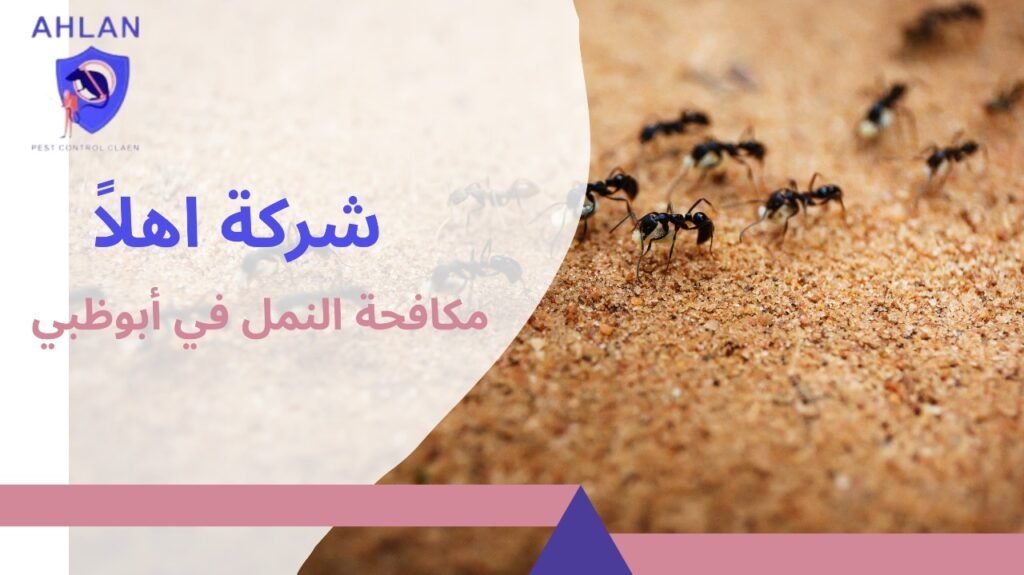 مكافحة النمل في أبوظبي