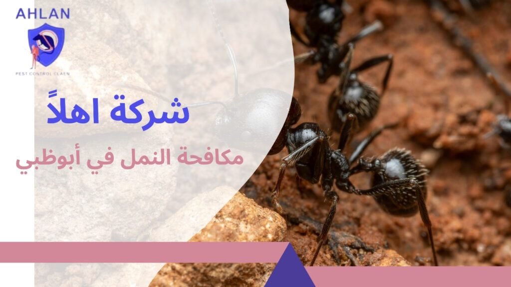 مكافحة النمل في أبوظبي