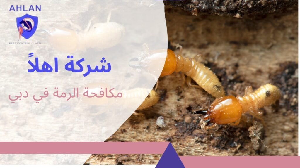 مكافحة الرمة في دبي