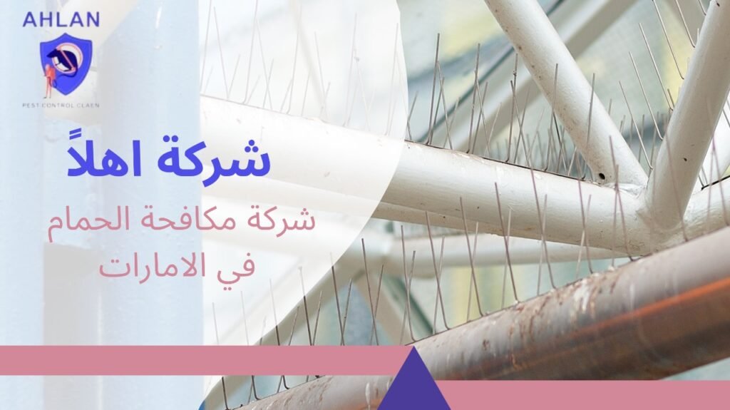 شركة مكافحة الحمام في الامارات