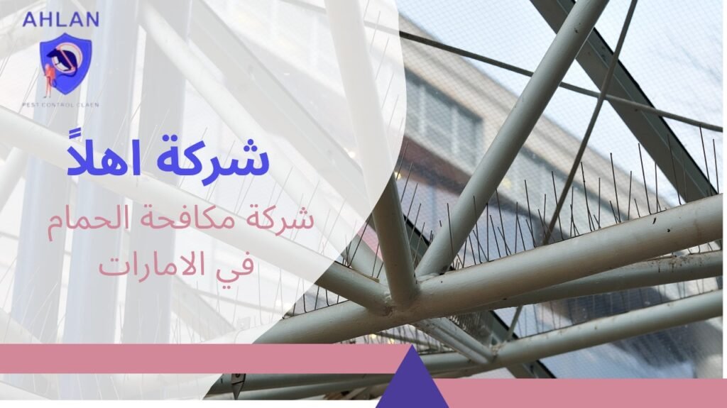 شركة مكافحة الحمام في الامارات
