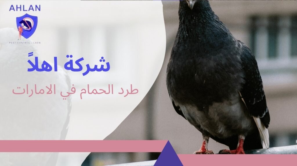 طرد الحمام في الامارات