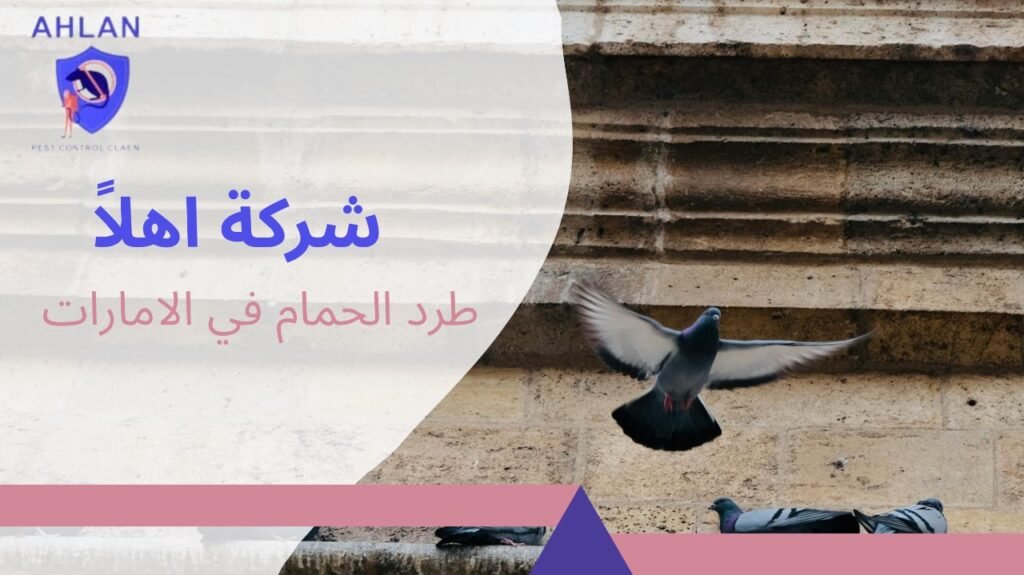 طرد الحمام في الامارات