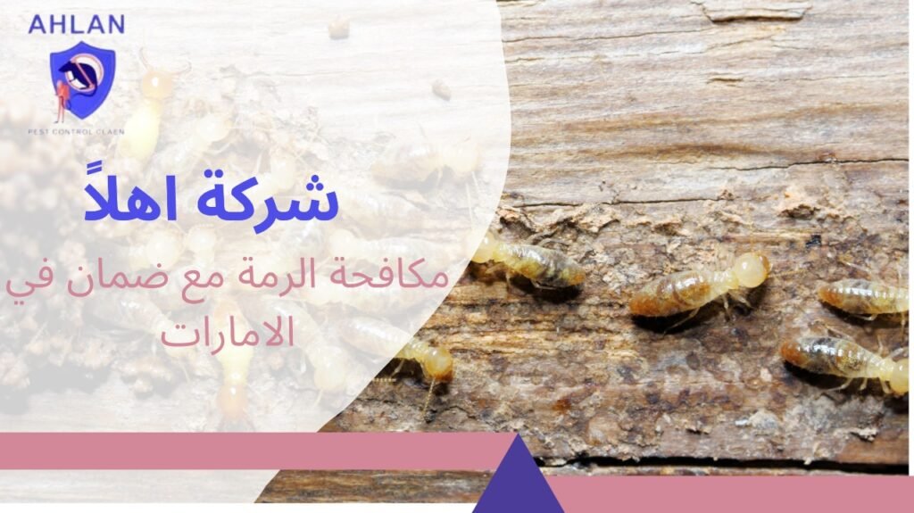 مكافحة الرمة مع ضمان في الامارات