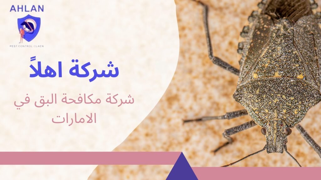 شركة مكافحة البق في الامارات