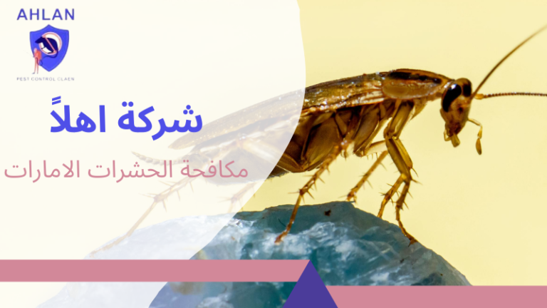 شركة مكافحة الحشرات الامارات أفضل شركة إبادة حشرات 2026