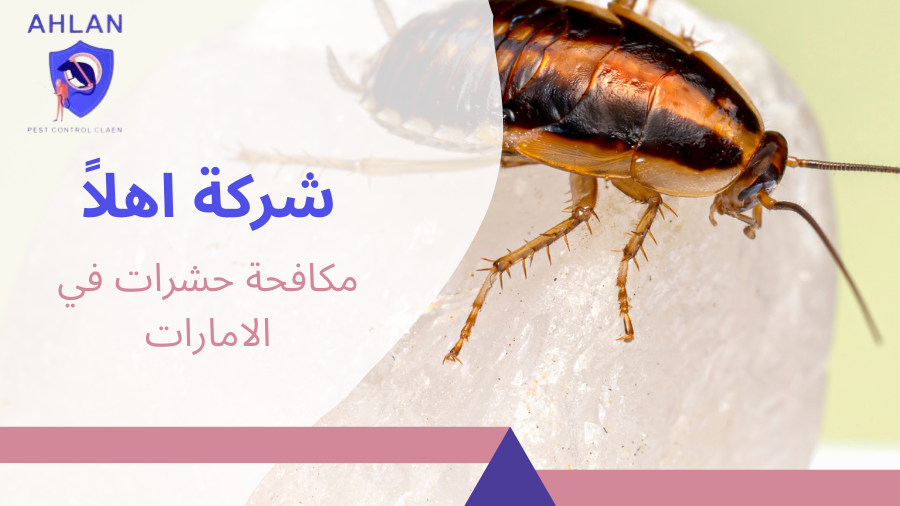 مكافحة حشرات في الامارات
