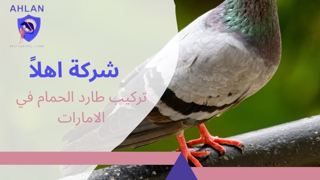 تركيب طارد الحمام في الامارات