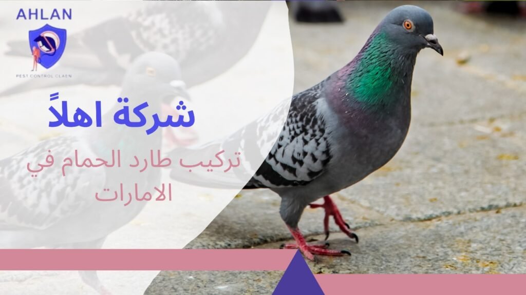 تركيب طارد الحمام في الامارات