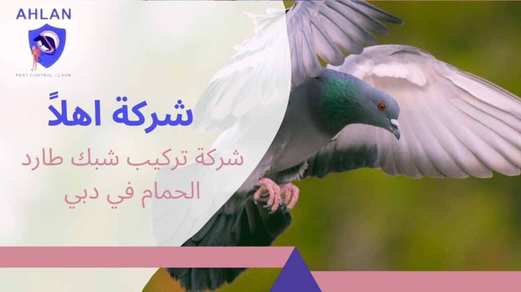 شركة تركيب شبك طارد الحمام في دبي