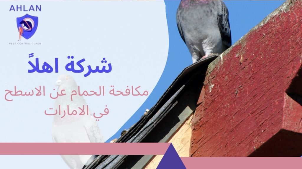 مكافحة الحمام عن الاسطح في الامارات