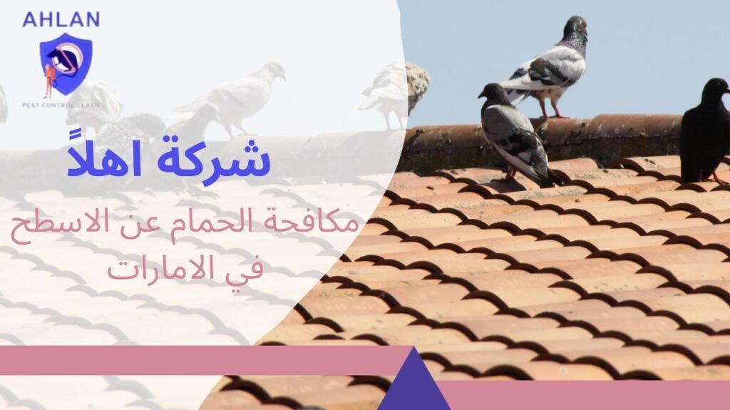 مكافحة الحمام عن الاسطح في الامارات