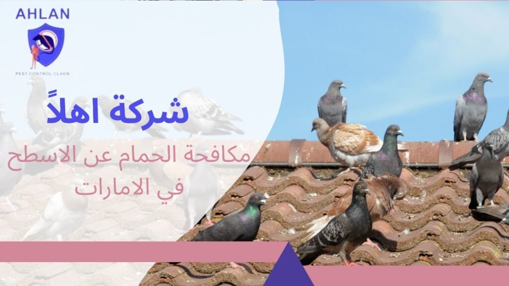 مكافحة الحمام عن الاسطح في الامارات