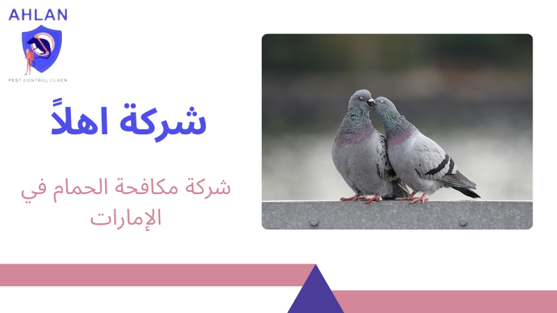 شركة مكافحة الحمام في الإمارات
