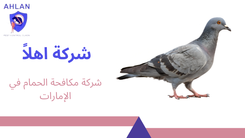 شركة مكافحة الحمام في الإمارات