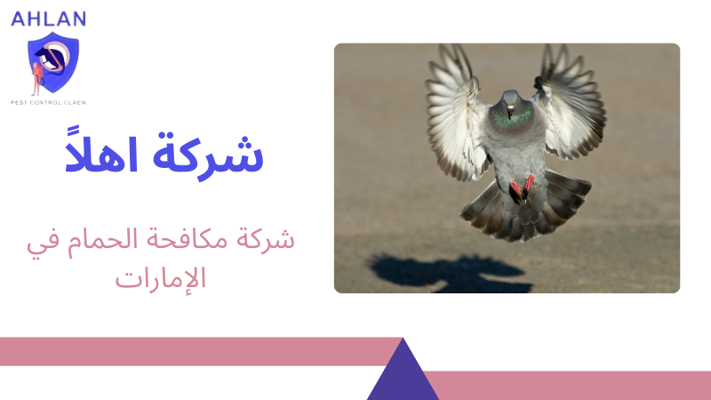 شركة مكافحة الحمام في الإمارات