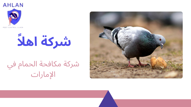 شركة مكافحة الحمام في الإمارات