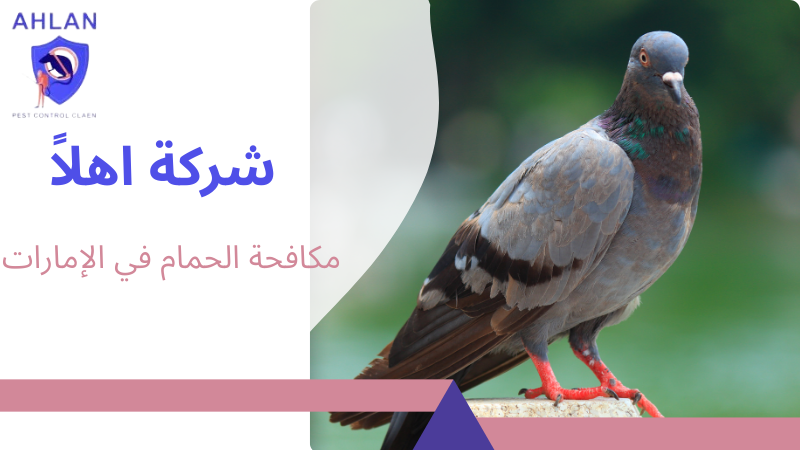 مكافحة الحمام في الإمارات