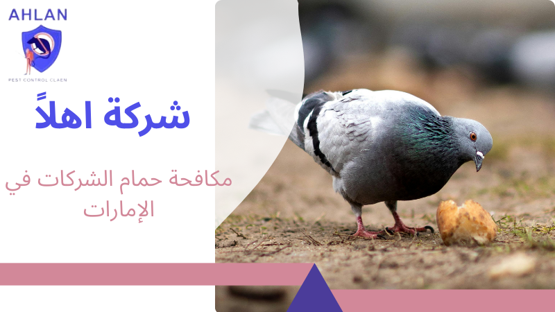 مكافحة حمام الشركات في الإمارات